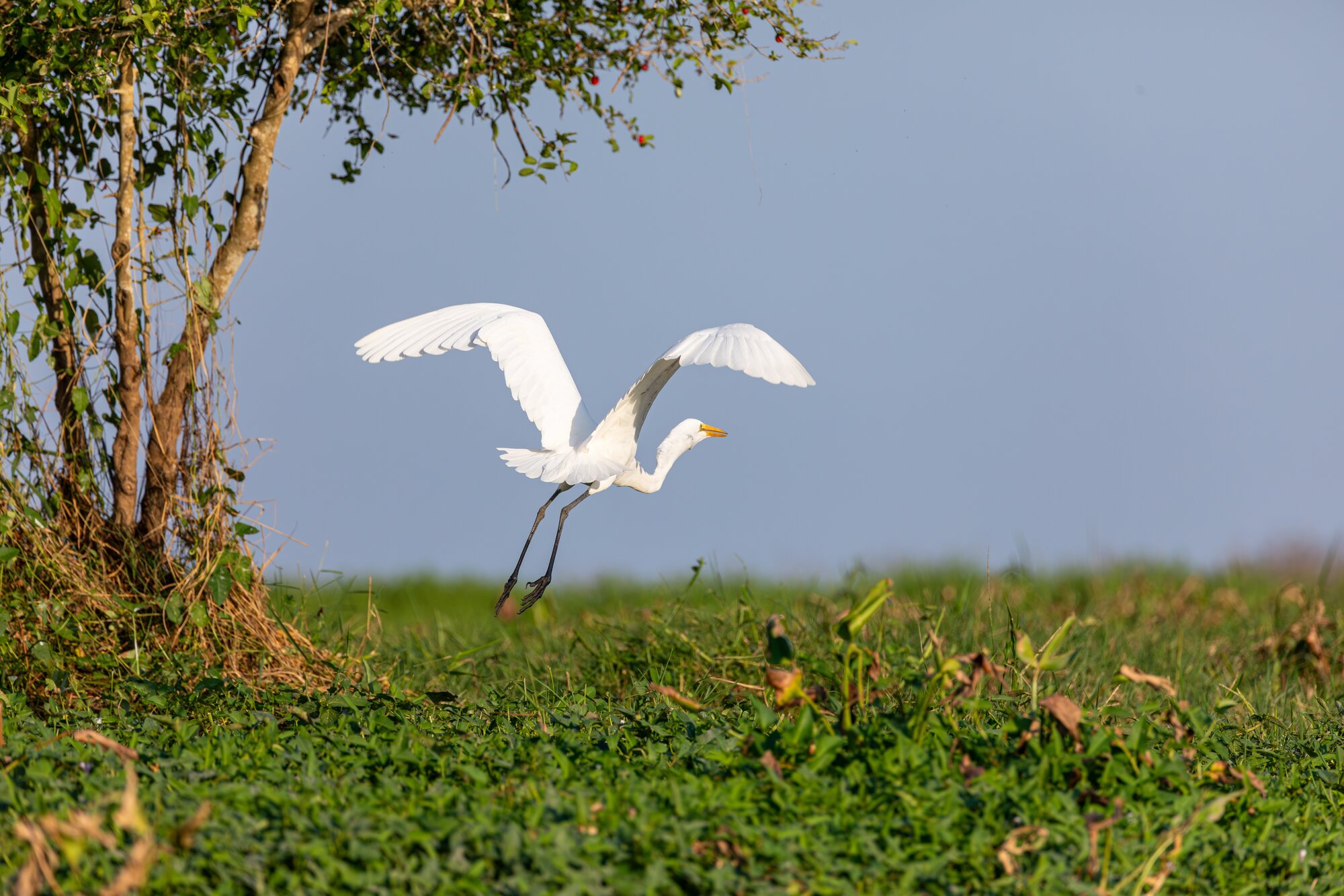 Great Egret in mompox Colombia