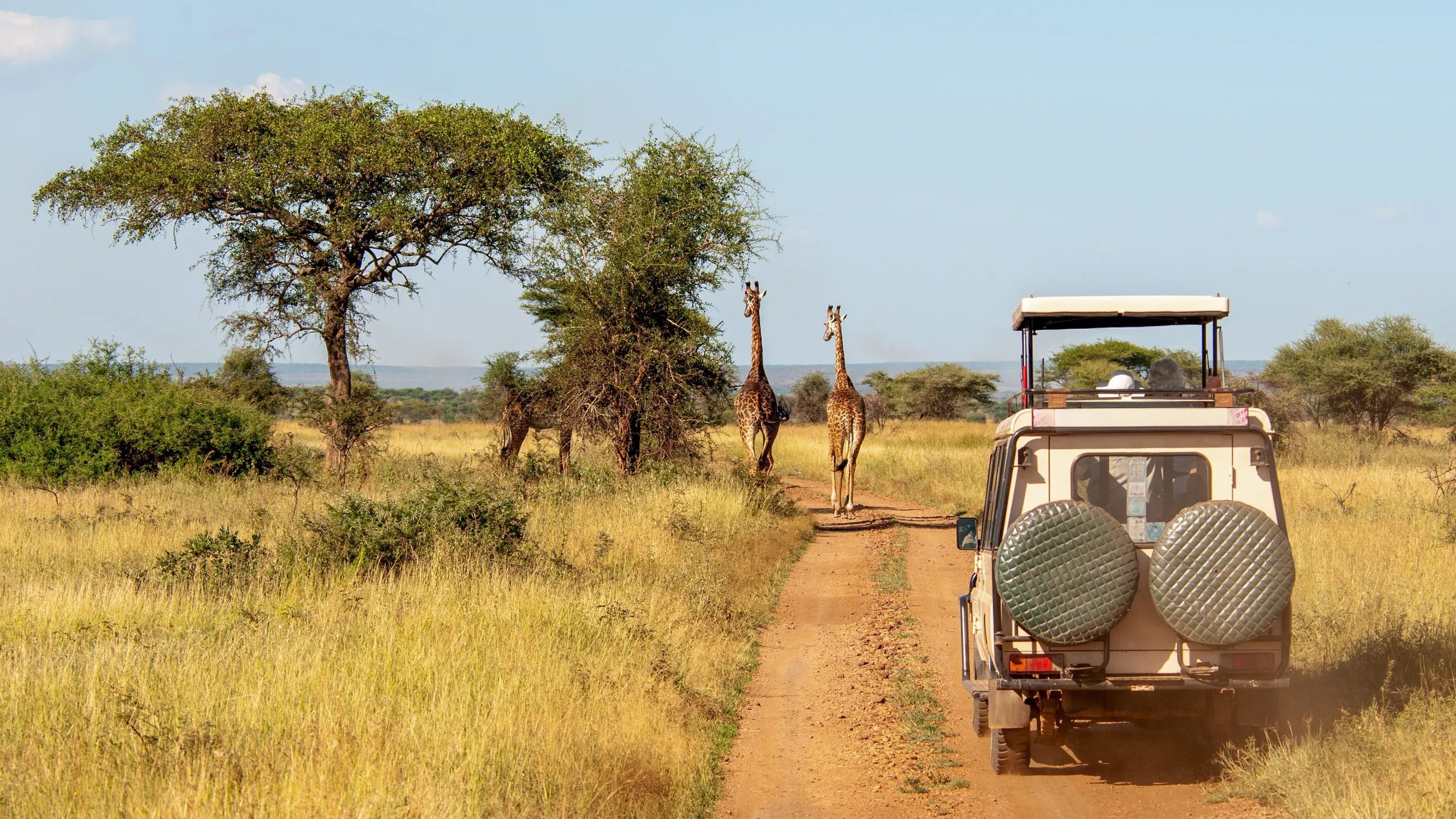 Maasai Giraffe and Umbrella Tree in Serengeti National Park, Tanzania East Africa.