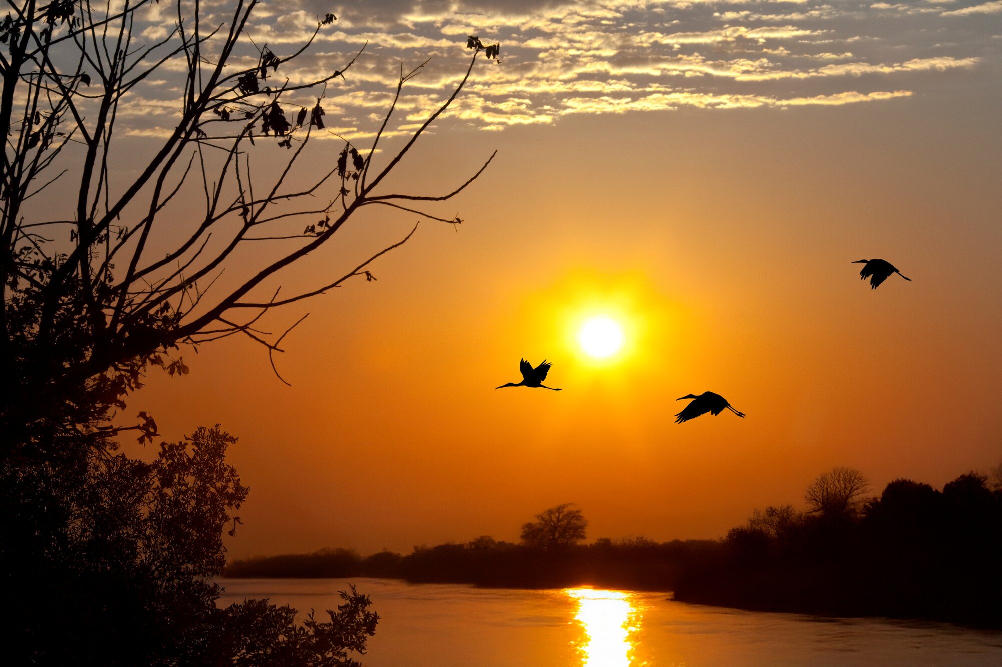 chobe river sunset birds 