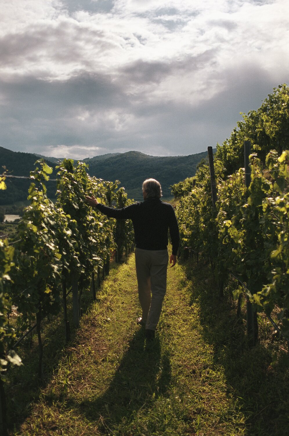 Man walking through vineyard