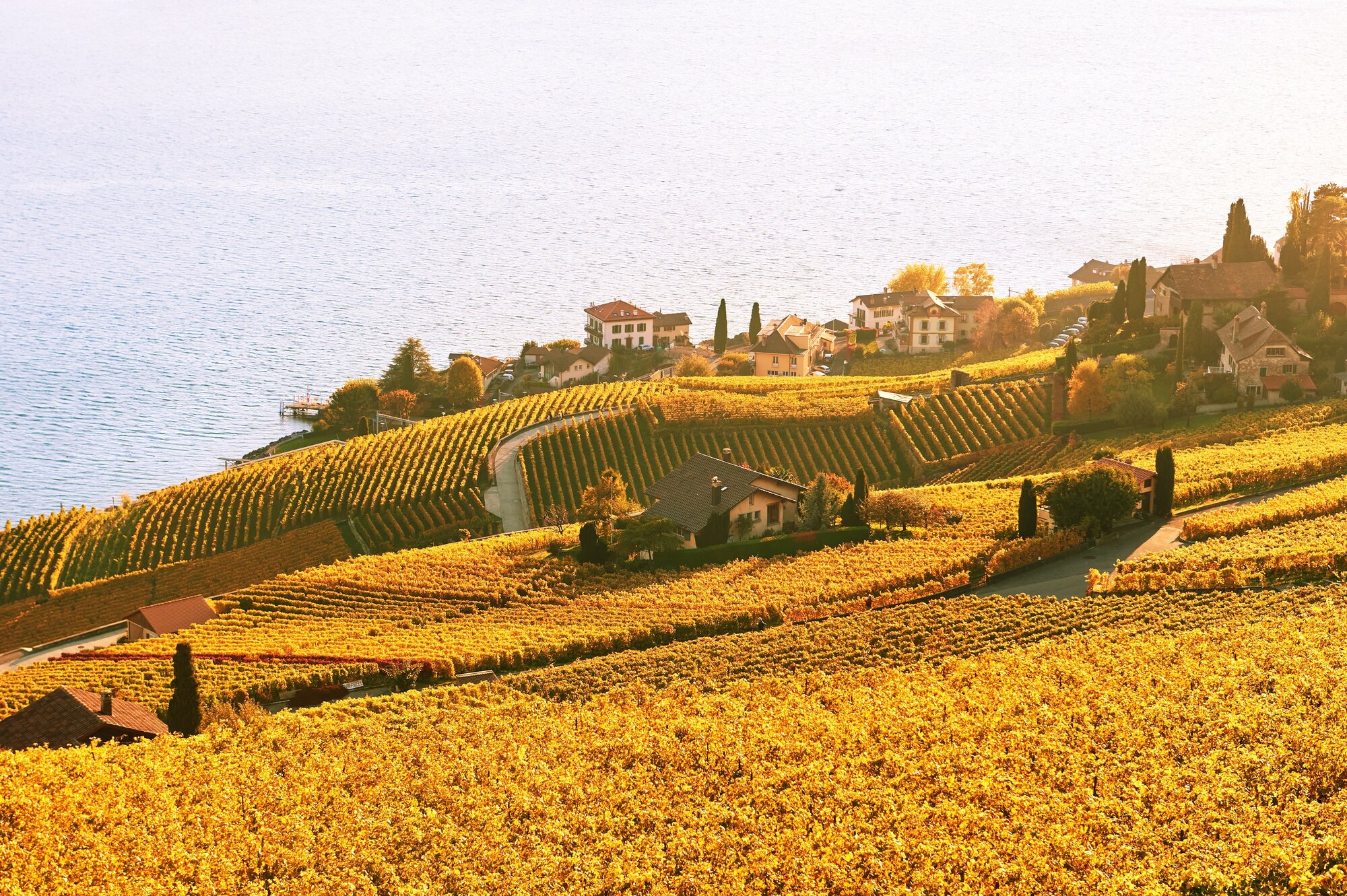 Golden landscape of Lavaux vineyards in autumn, Switzerland