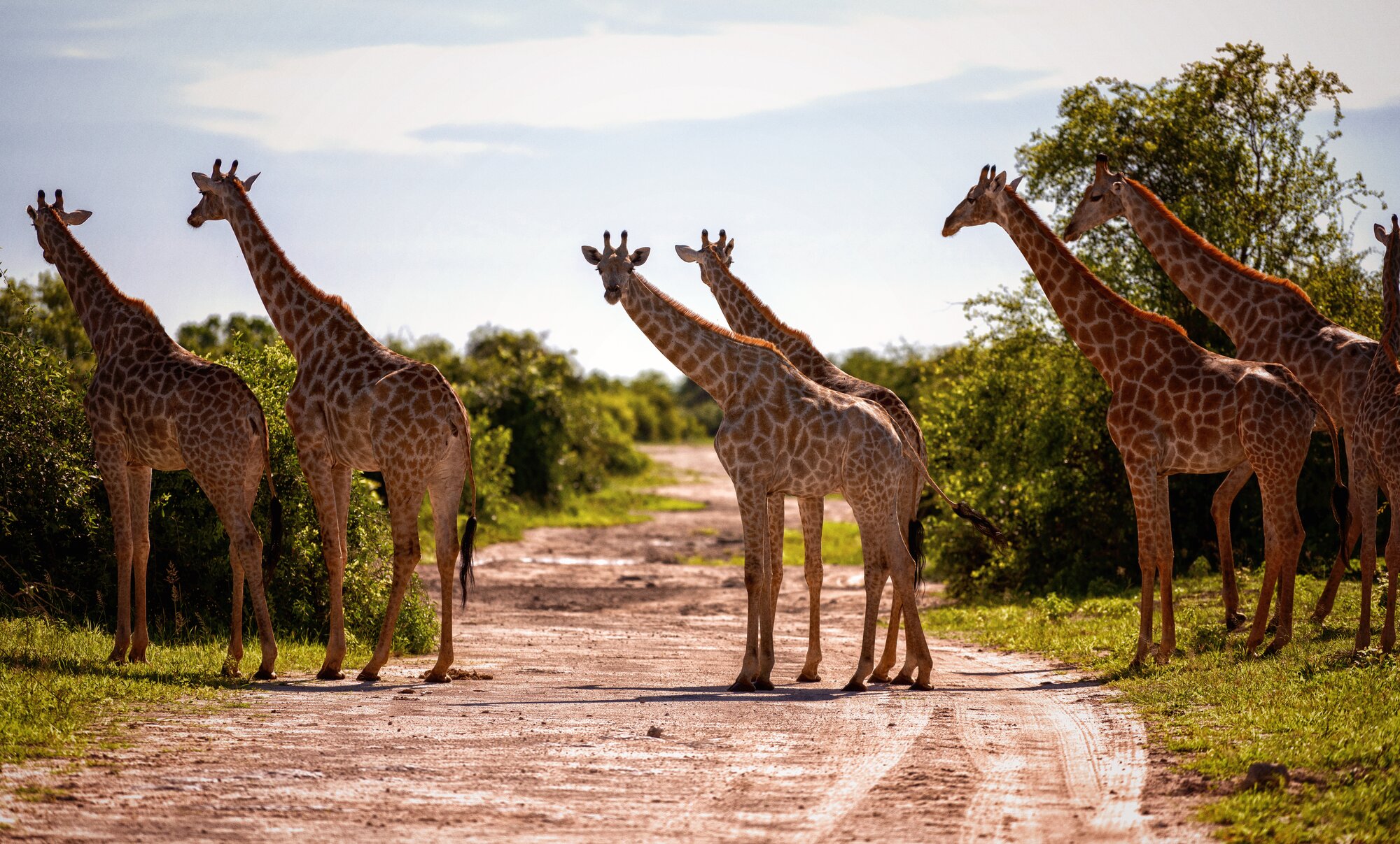 Safari Through Chobe National Park