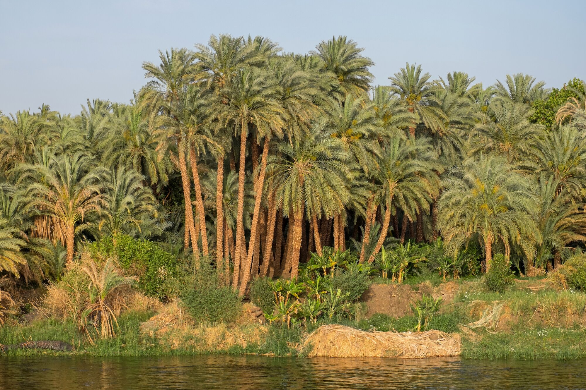 Palm trees from the Nile river