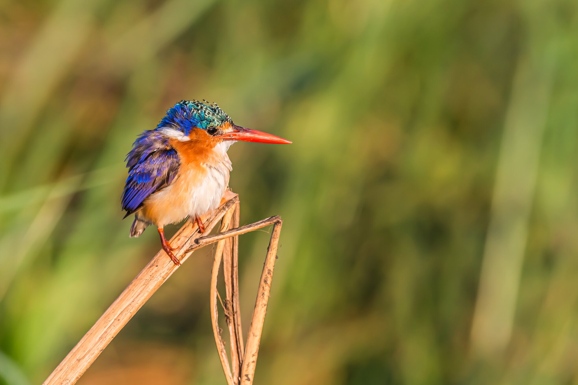 Malachite seen in Botswana