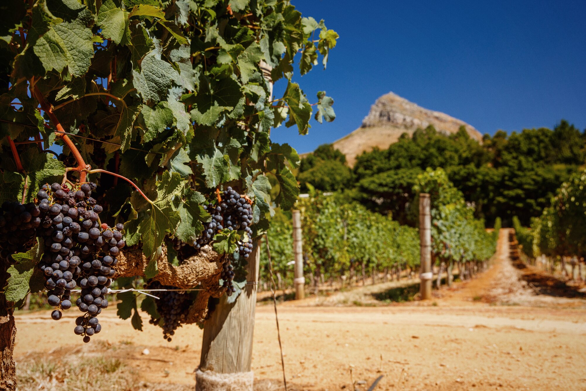 The Cape Winelands: Where South Africa Pours Something Different 