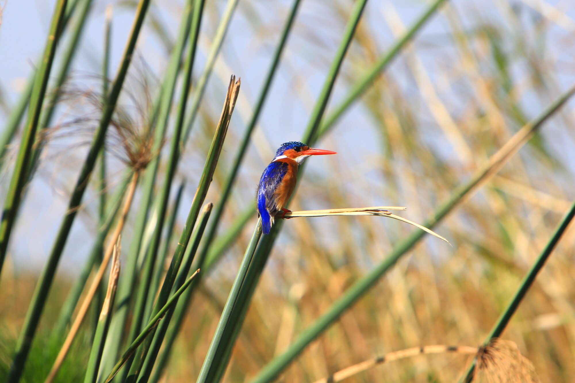 chobe national park bird 