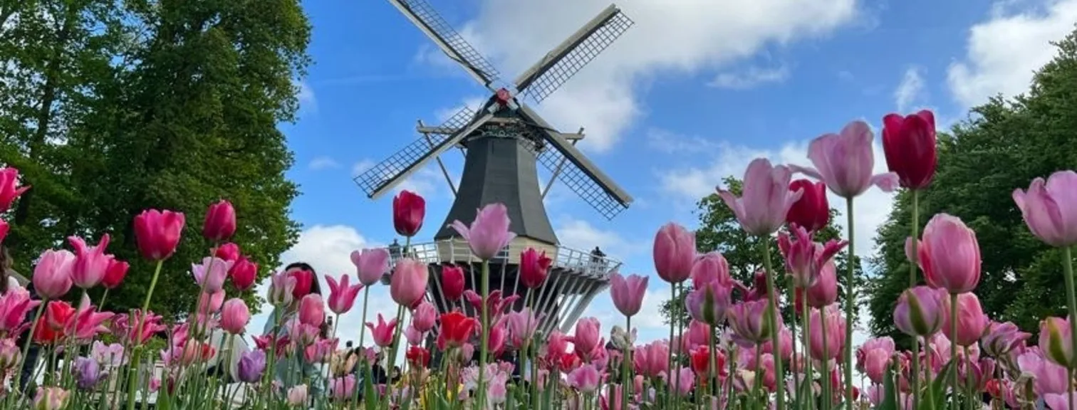 Tulips in the Netherlands with a windmill in the background
