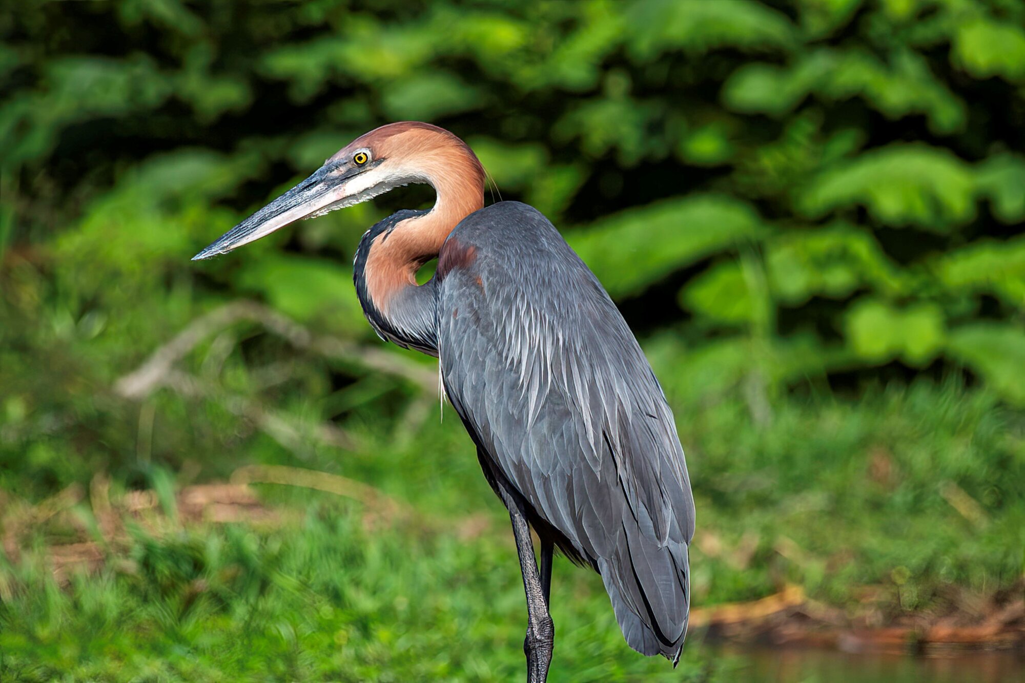 Goliath Heron 
