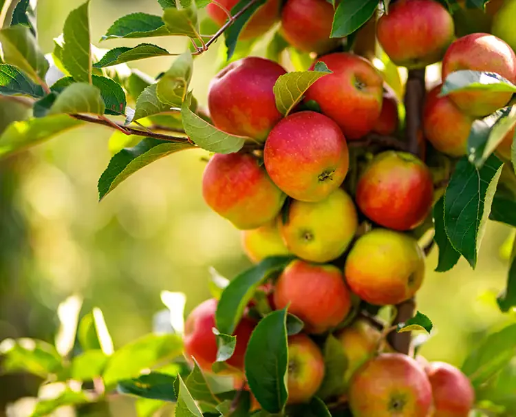 Apples on the tree