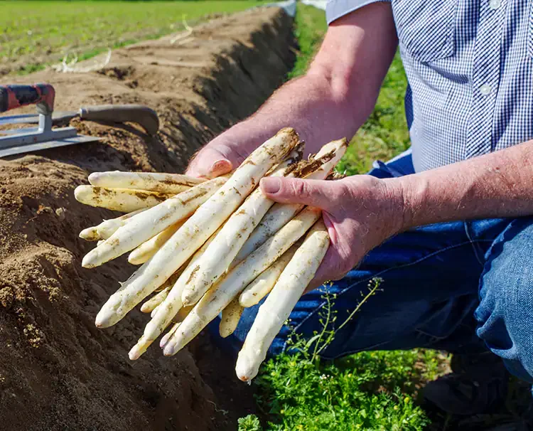 Farmers picking fresh vegetables