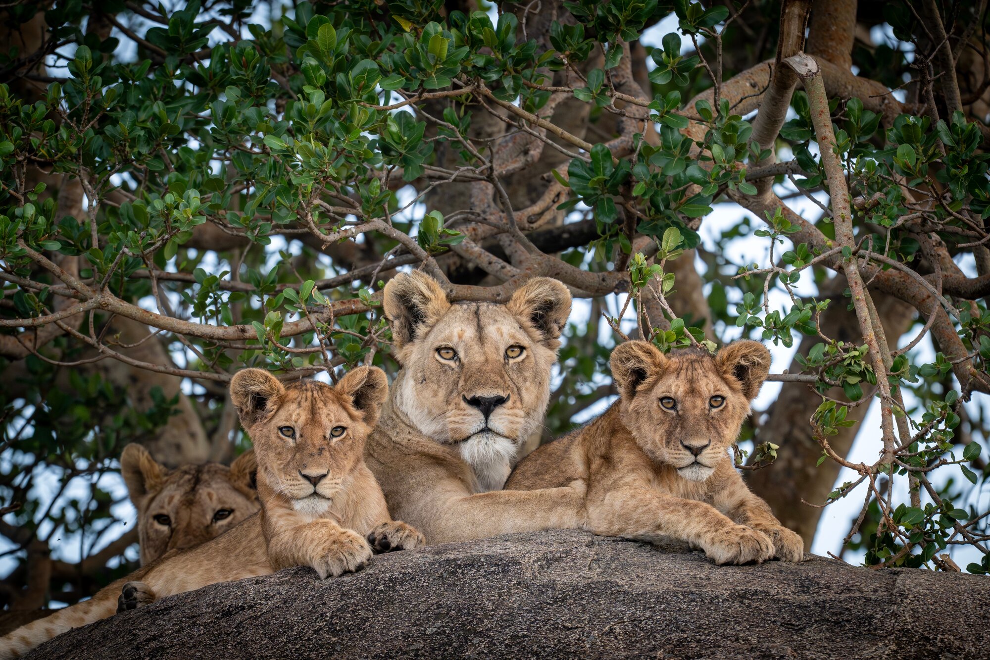  lions are seen on kopjes in Serengeti Tanzania on 21 November 2025.