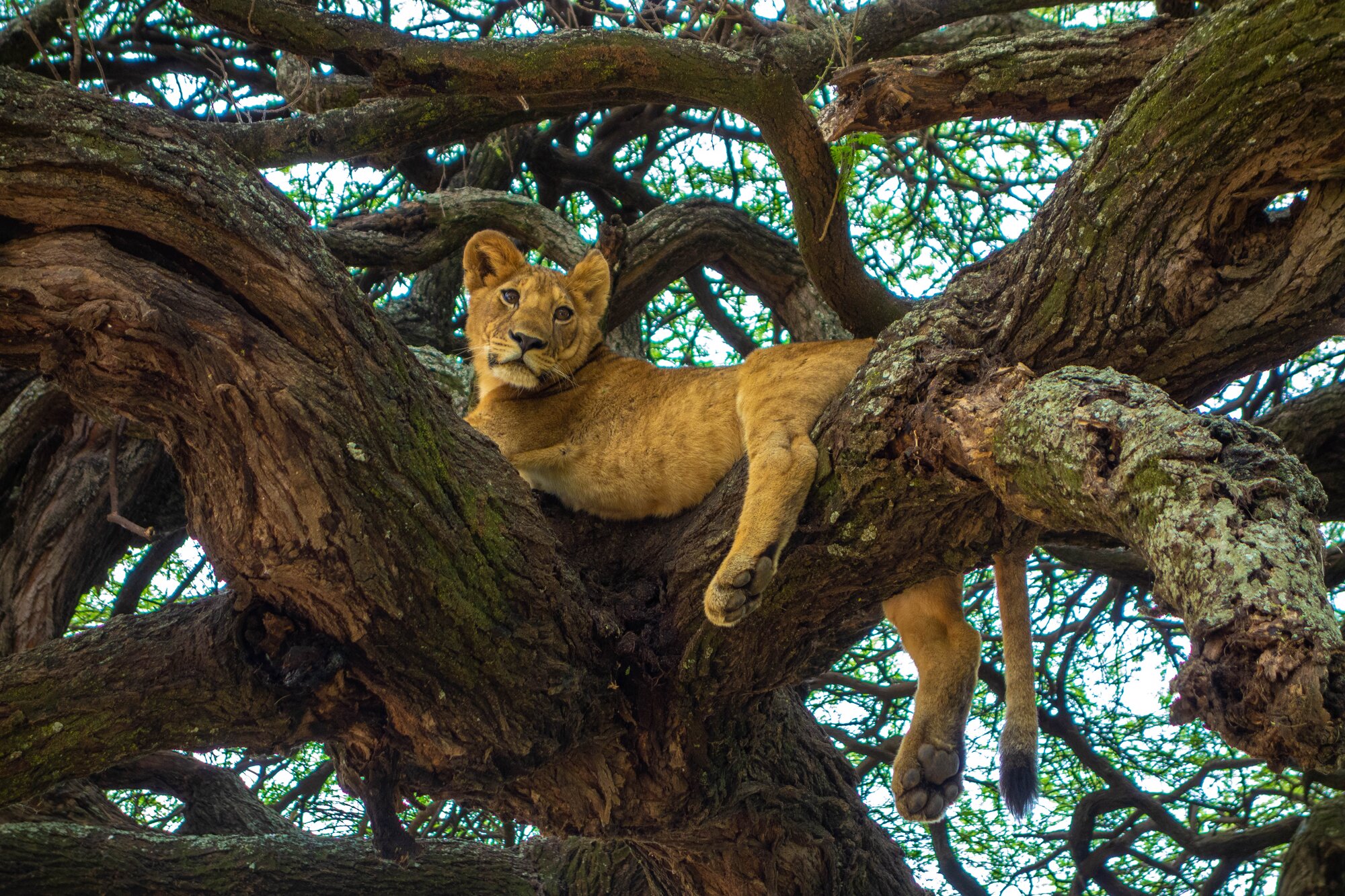 Female lion lying in the trees of Lake Manyara National Park, Tanzania