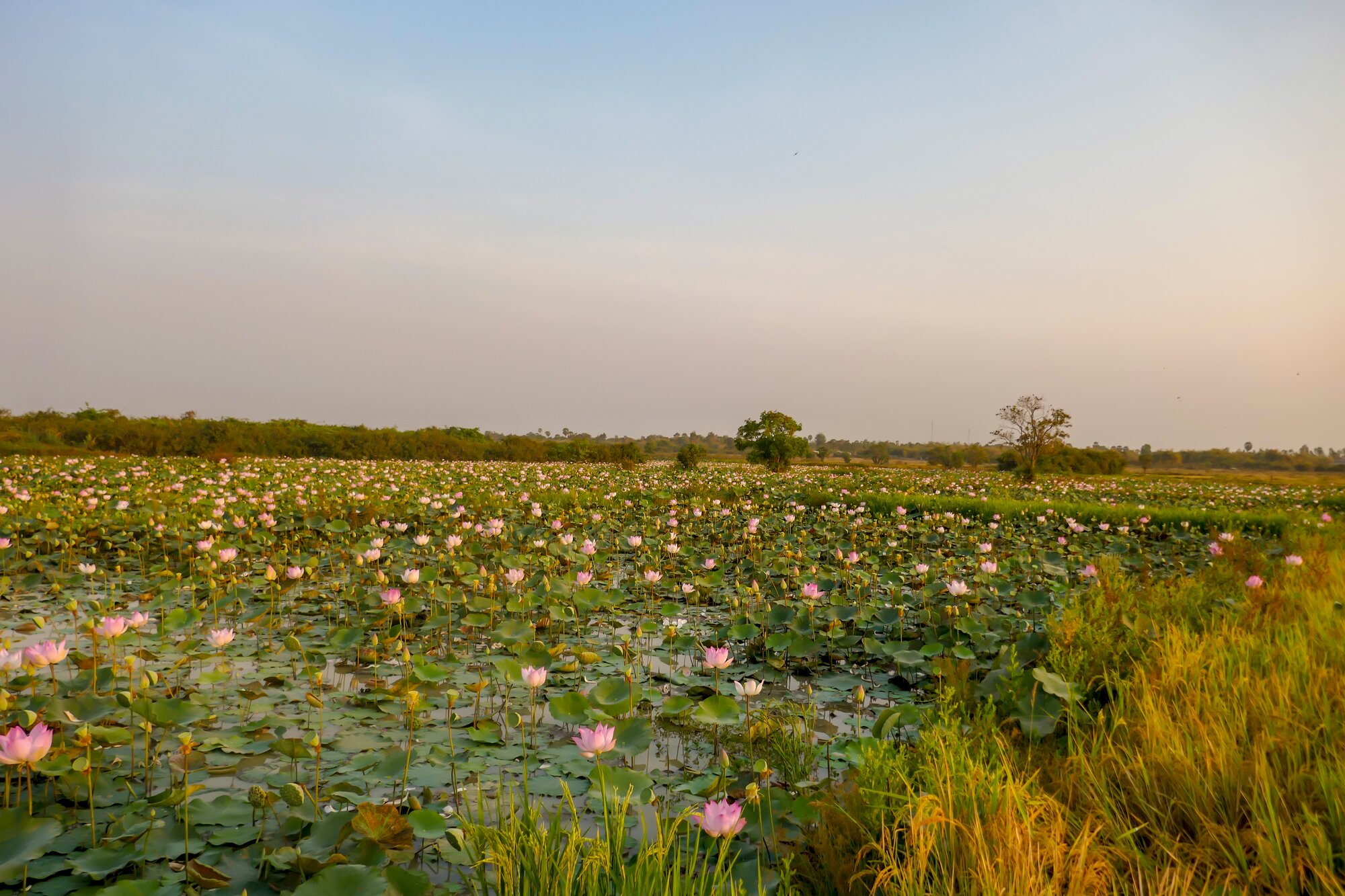 Lotus Ponds in Cambodia