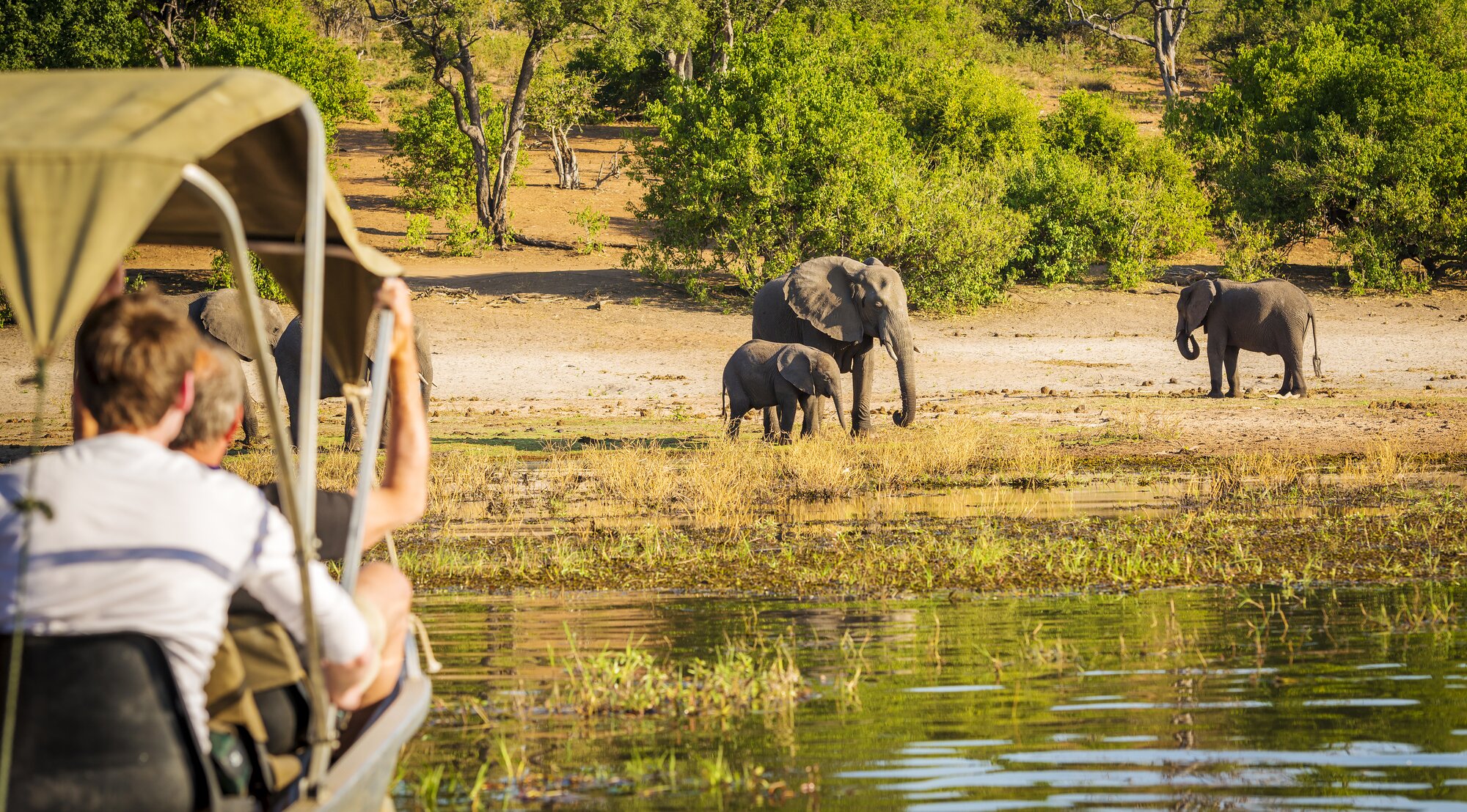 Elephants seen from a boat in Botswana