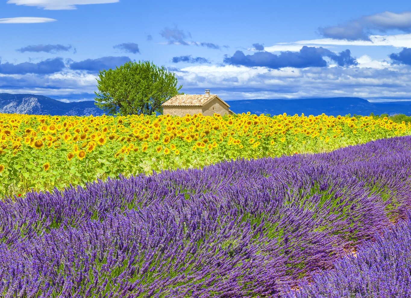 Witness Lavender Fields in Bloom