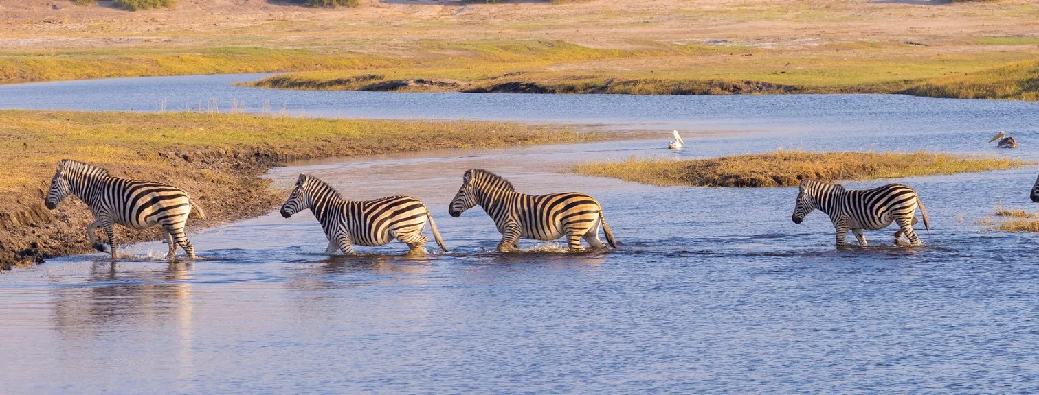 Elephants walking along water bank in Botswana