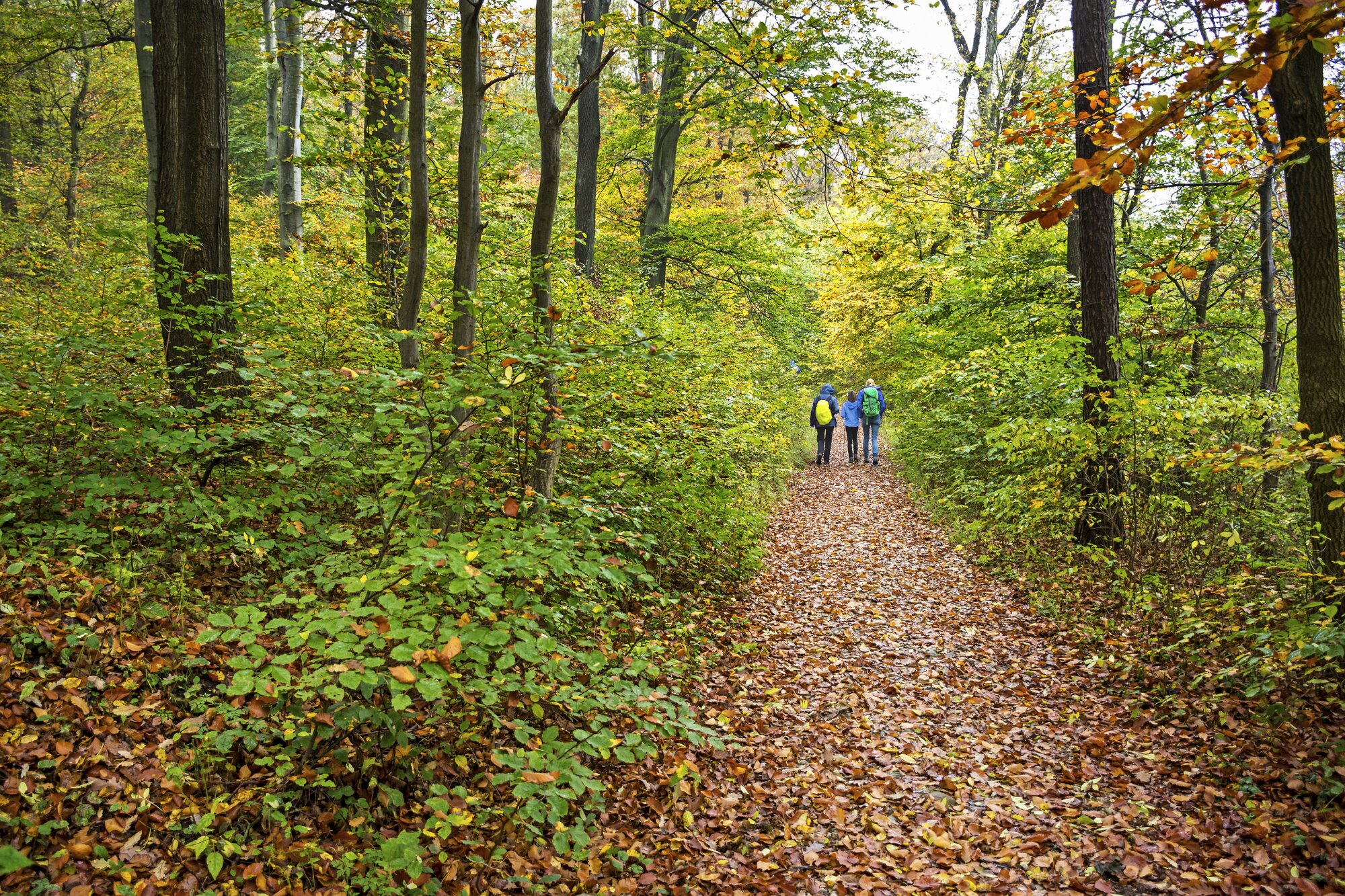 Guided Hike Through the Vienna Woods