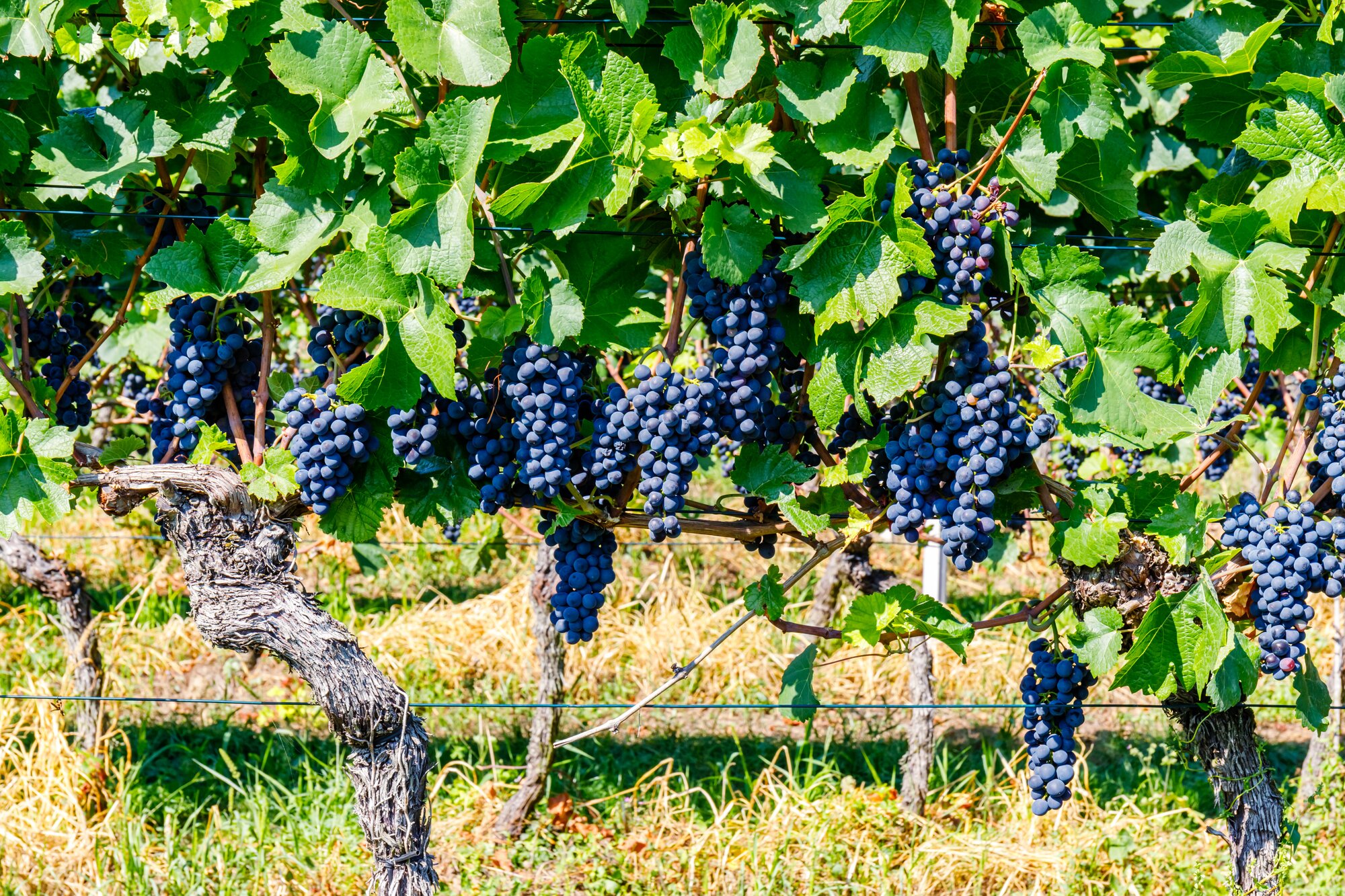 Cycle Through Burgundian Vineyards