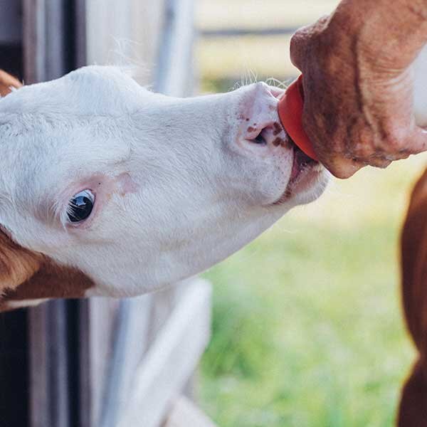 A calf drinks from a milk bottle held by a farmer.