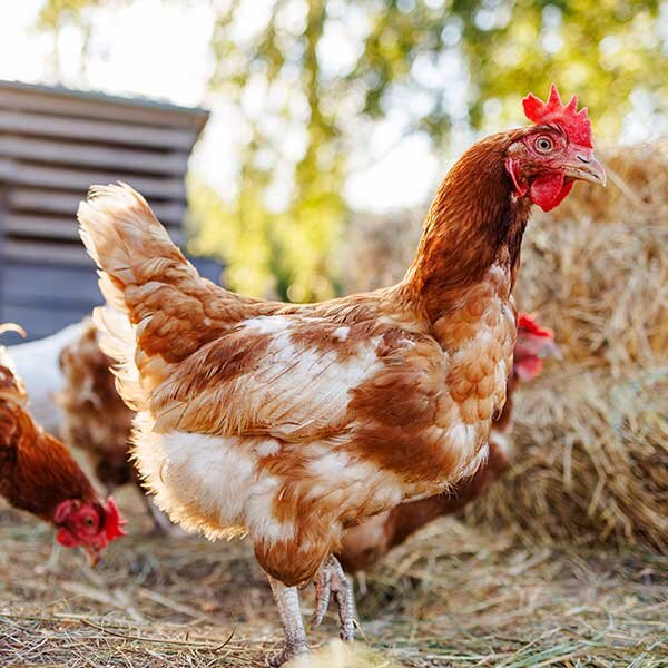 A free range chicken. 