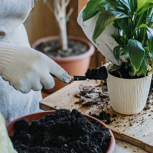 Someone repotting a plat using fresh soil.