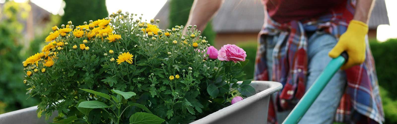 A person pushing a wheelbarrow with fresh mums and roses.