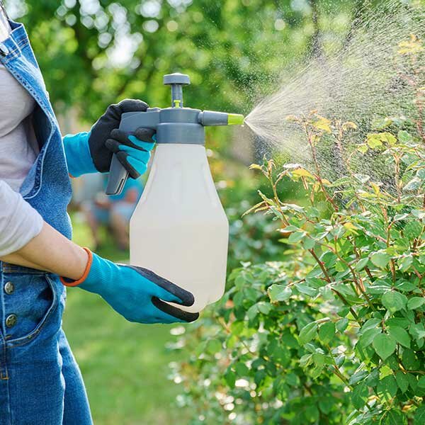 A gardener spraying her flower beds with handheld sprayer. 