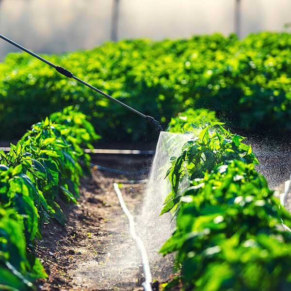 Spraying vegetable plants in the greenhouse with herbicide.
