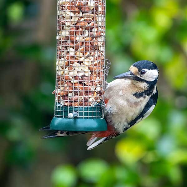 A bird perches on a full feeder. 