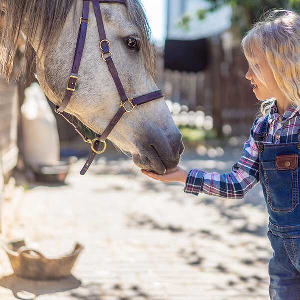 A young girl feeds a white horse.