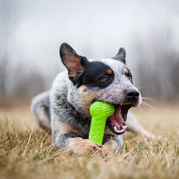 A medium size dog chews a toy in a field.