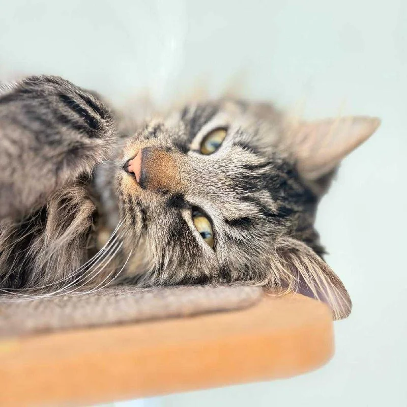 Cat lounging comfortably - Society Pet Care lifestyle pet care
