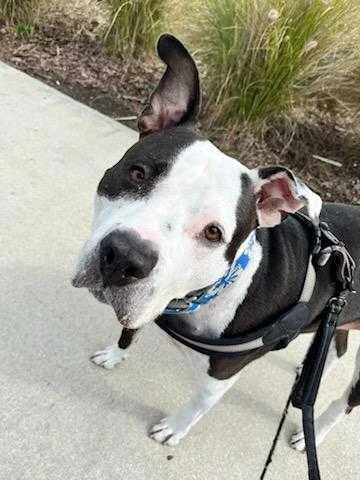 Dog on leash during daily walk