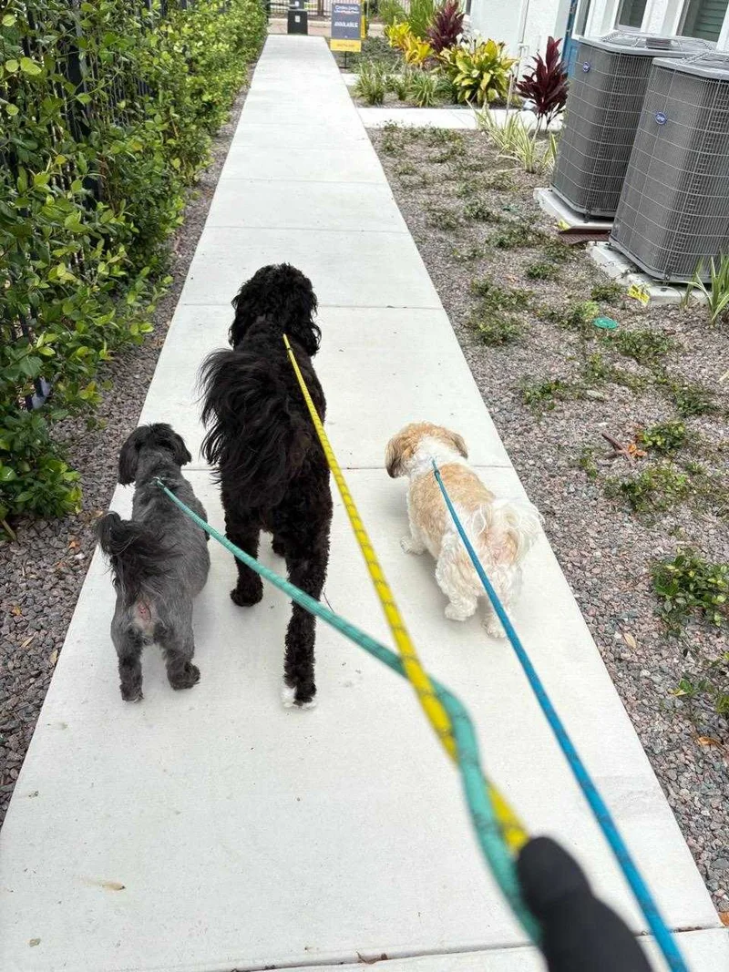 Dogs enjoying outdoor walkway