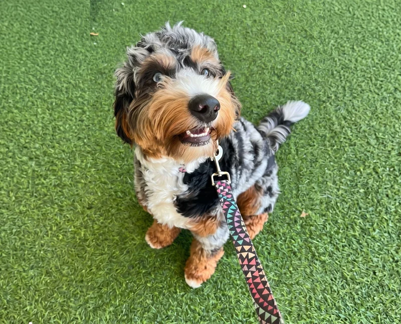Happy dog on grass with a leash - Society Pet Care