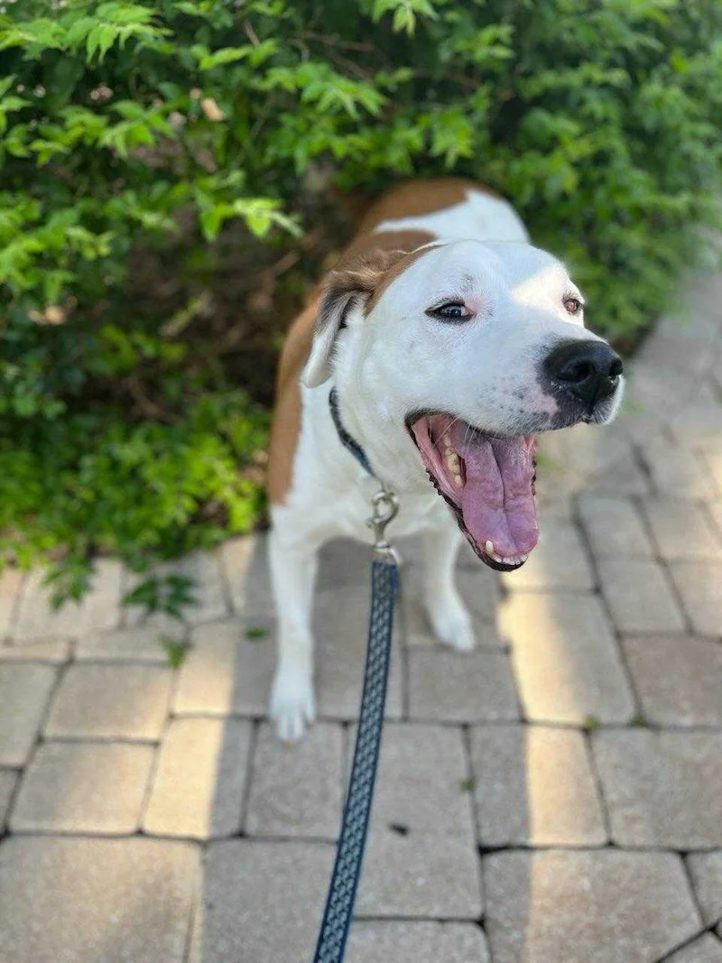 Happy dog enjoying outdoor time on grass