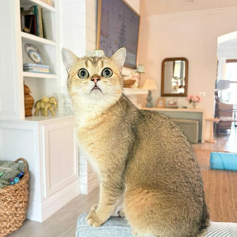 Cat at home during pet sitting visit