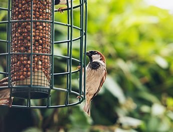 Bird feeding