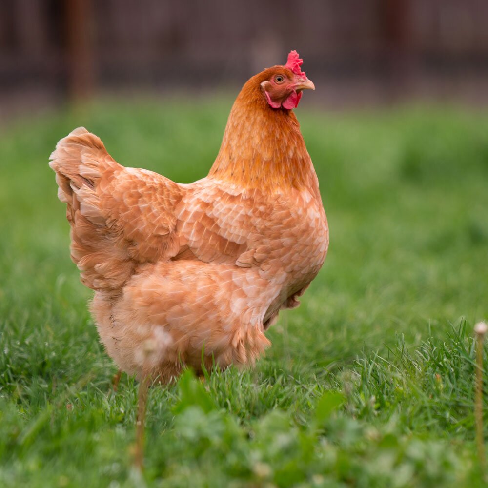 Insights and lifestyle articles about wire mesh applications