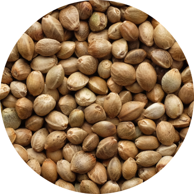 Hemp Seeds