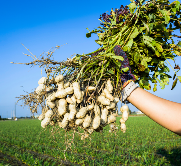 image of marcona almonds