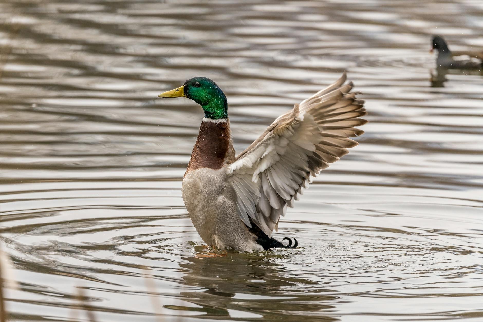 mallard duck flapping its wings and splashing