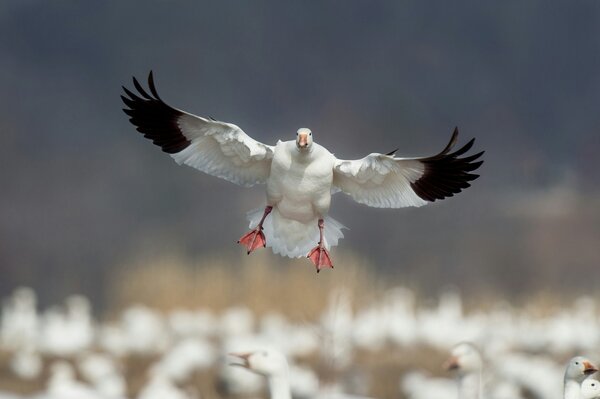 Spring Snowgoose