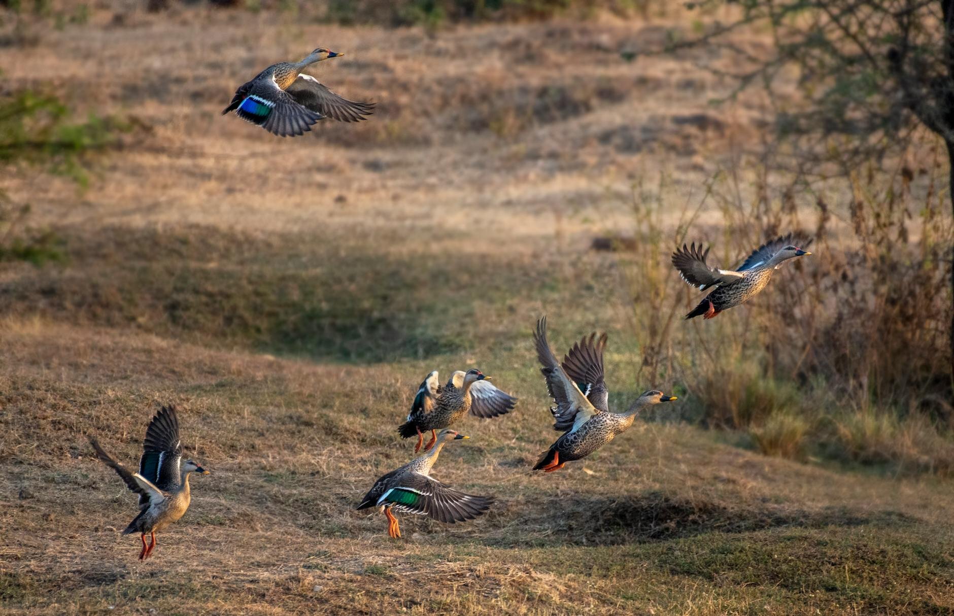 a flock of ducks flying