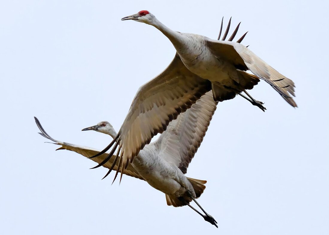 a pair of Sandhill crane on flight