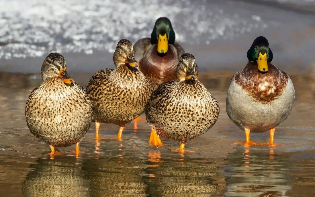 wild ducks in a row