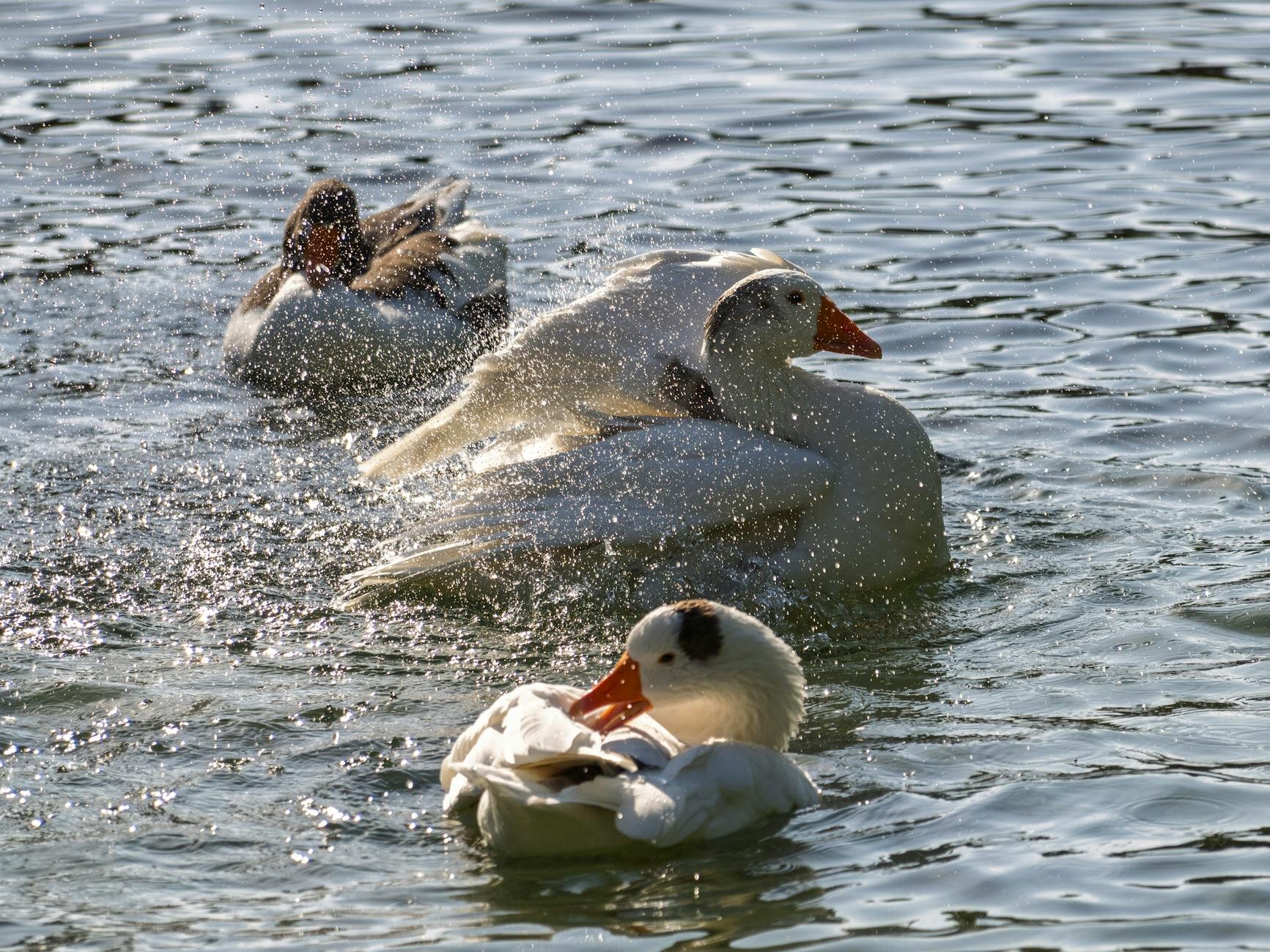 geese splashing wings