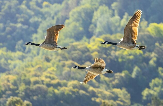 flock of Canadian geese on flight