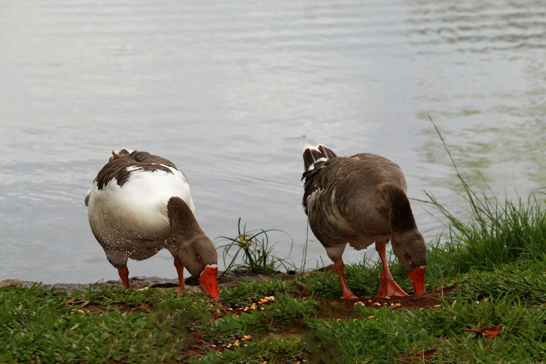 a pair of goose by the shore