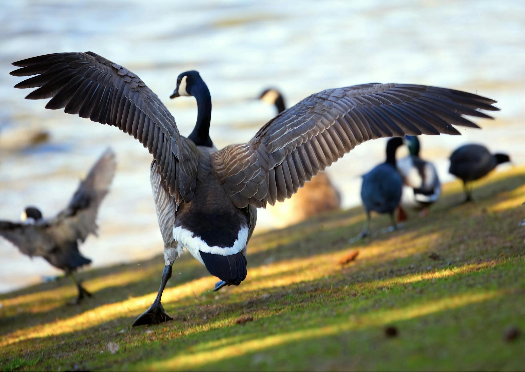 canadian geese flapping wings